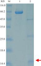 Lane 1: 0.5mg/ml BSA Lane 2: purified protein